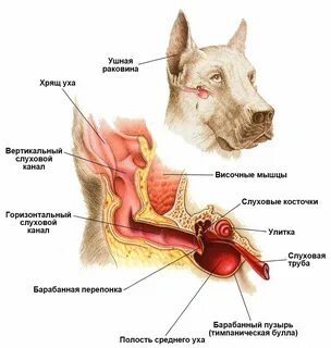Среднее ухо собаки