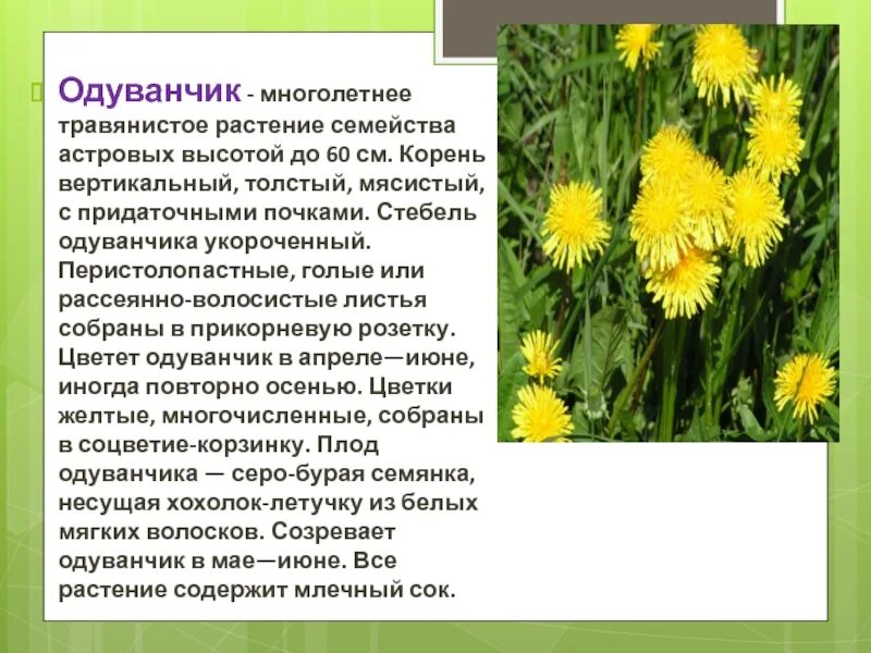 Сколько видов одуванчиков. Семейство Астровые. Одуванчик лекарственный. Одуванчик многолетнее травянистое растение. Одуванчик лекарственное растение. Одуванчик однолетник или многолетник.