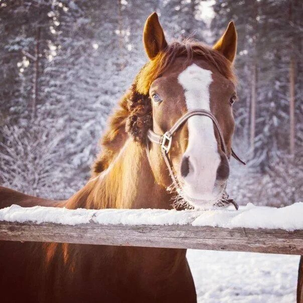 Лошади времен года. Лошади времена года. Время лошади. Horse time Коломна. Скакун и время.