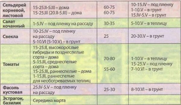 Какие сроки посева семян. Сроки посадки рассады томата в открытый грунт. Сроки высадки семян томатов на рассаду. Сроки рассады для высадки в грунт. Дата высадки рассады в открытый грунт.