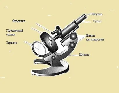 Биология 5 класс 9 параграф увеличительные приборы
