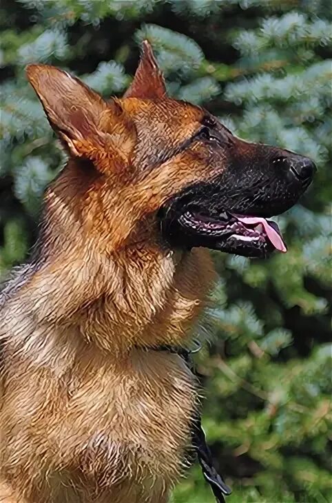 вязка овчарок. на какой день вяжут овчарок. кобель немецкой овчарки для вязки. немецкая овчарка спаривается. на какой день вяжут овчарок.