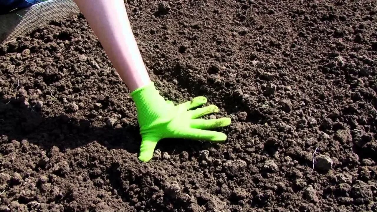 Семена для посадки. Земля для посева. Просеять землю для посадки. Подготовка почвы к посадке.