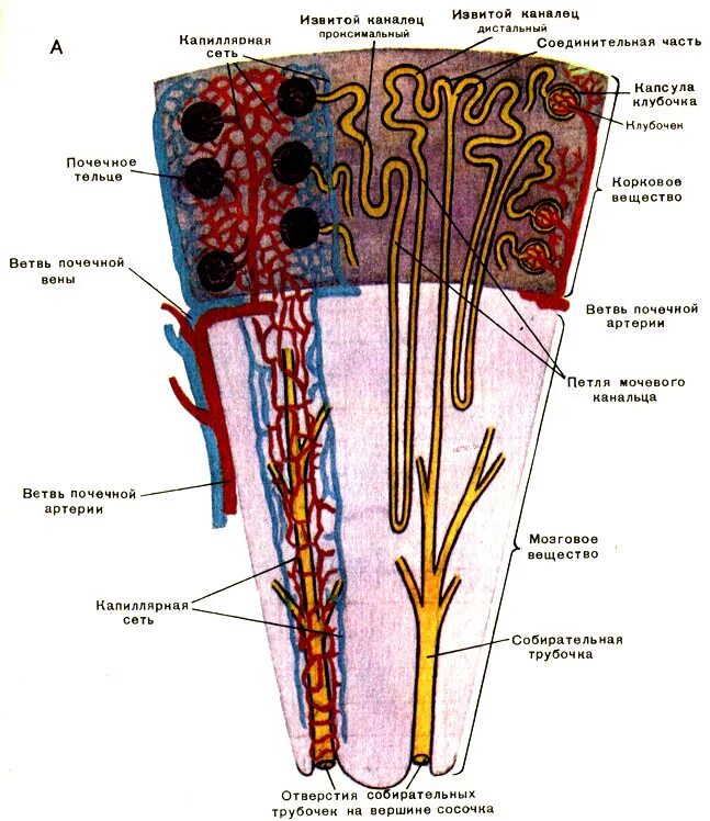 Движение мочи по собирательным трубочкам пирамид. Микроскопическое строение нефрона. Канальцы нефрона гистология. Строение почки почечный каналец. Микроскопическое строение почки нефрон.