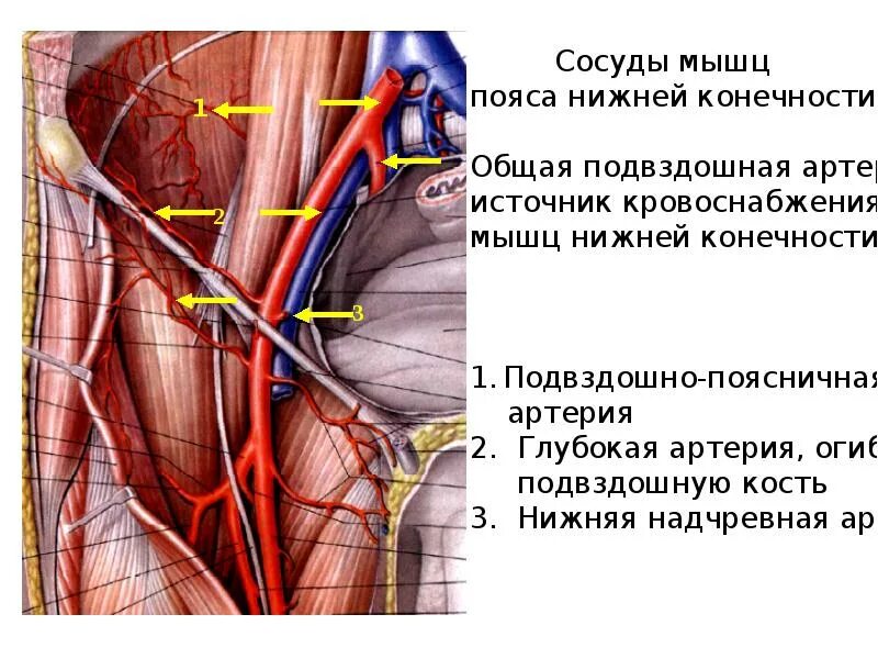 Бедренный нерв латынь