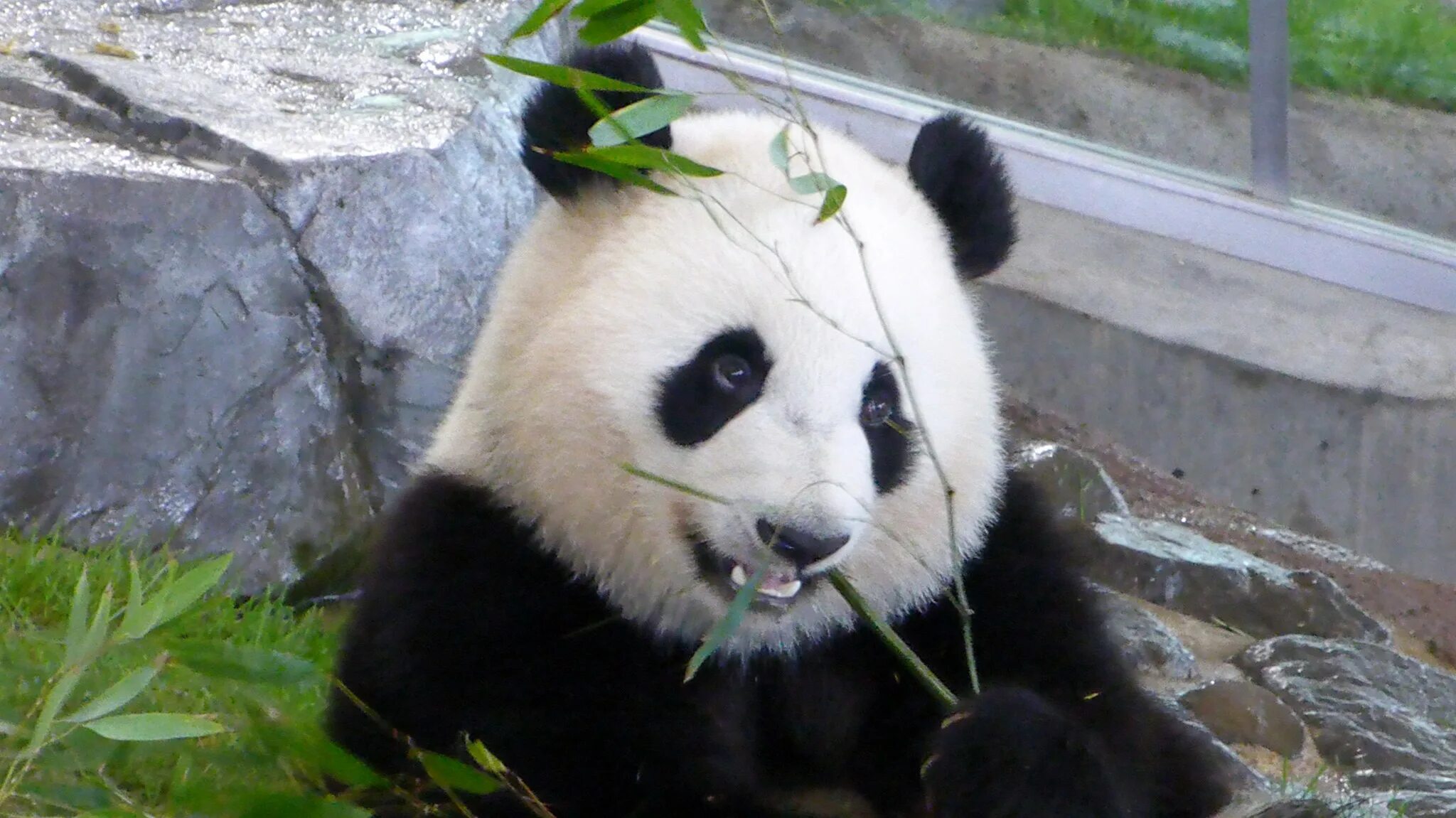 Панда таджикски. Панда жует бамбук. Панда ест. Довольная Панда. Глаза панды.
