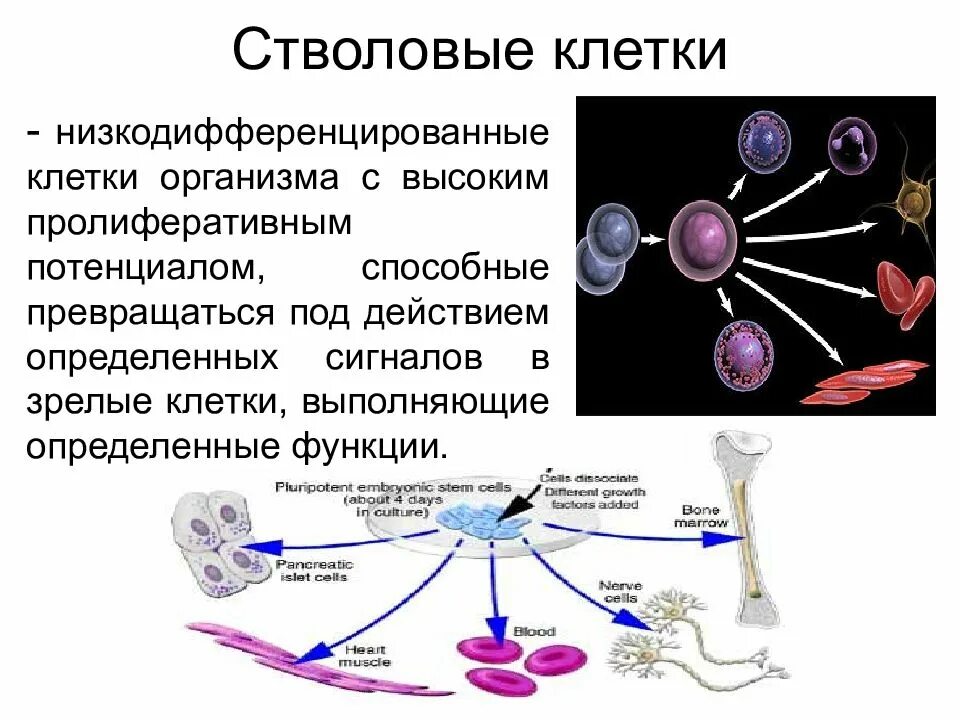 Строение и функции соматических клеток. Полипотентные стволовые клетки. стволовые клетки строение и функции. стволовая клетка. стволовые клетки понятие.