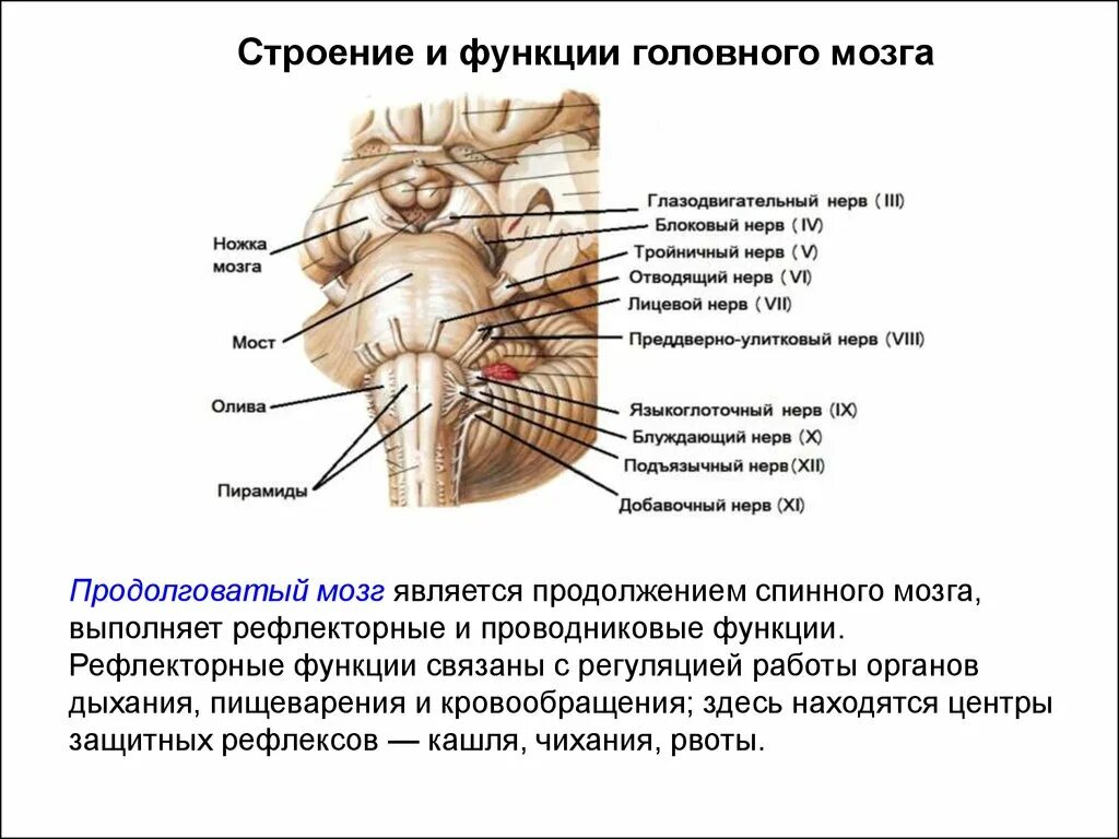 Подкорка головного мозга. Подкорковые функции головного мозга. Функции подкорковых структур мозга. Строение и функции подкорковых структур головного мозга.