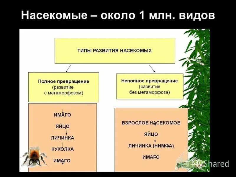 Насекомые с неполным превращением. Полное и неполное превращение насекомых. Отряды насекомых с полным и неполным превращением. Клоп полное или неполное превращение.