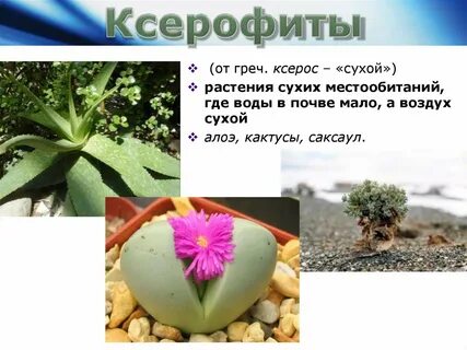 Кактус экологическая группа