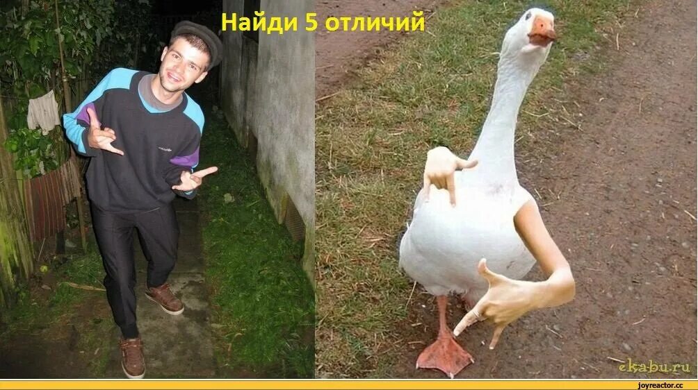 Гусыня человек. Пеликан охлаждается позвоночник. Человека называют гусем. Фотосессия с утятами. Белый гусь описание.