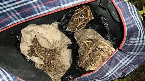 Незаконный вывоз