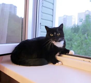Кошка маша