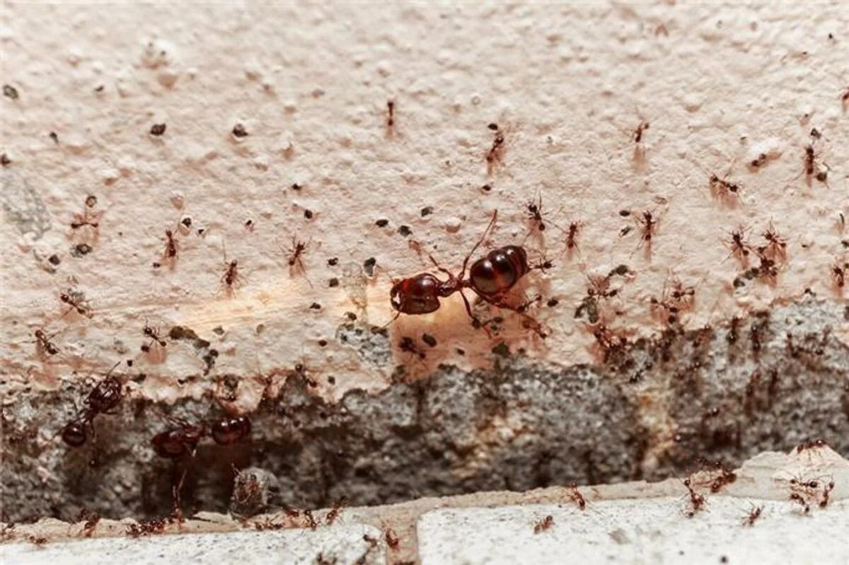 Как избавиться от мелких муравьев в доме. Фараонов муравей гнездо. Фараоновые муравьи гнездо. Домашние муравьи. Маленькие муравьи в квартире.