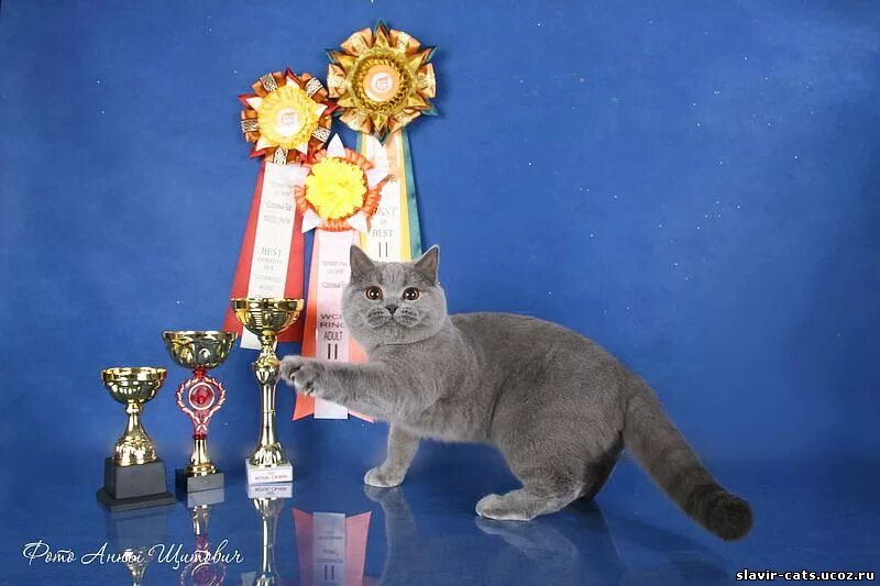 Британская кошка чемпион WCF. Кот с наградой. Кот с Кубком. Кошачьи награды. Award для кошек купить
