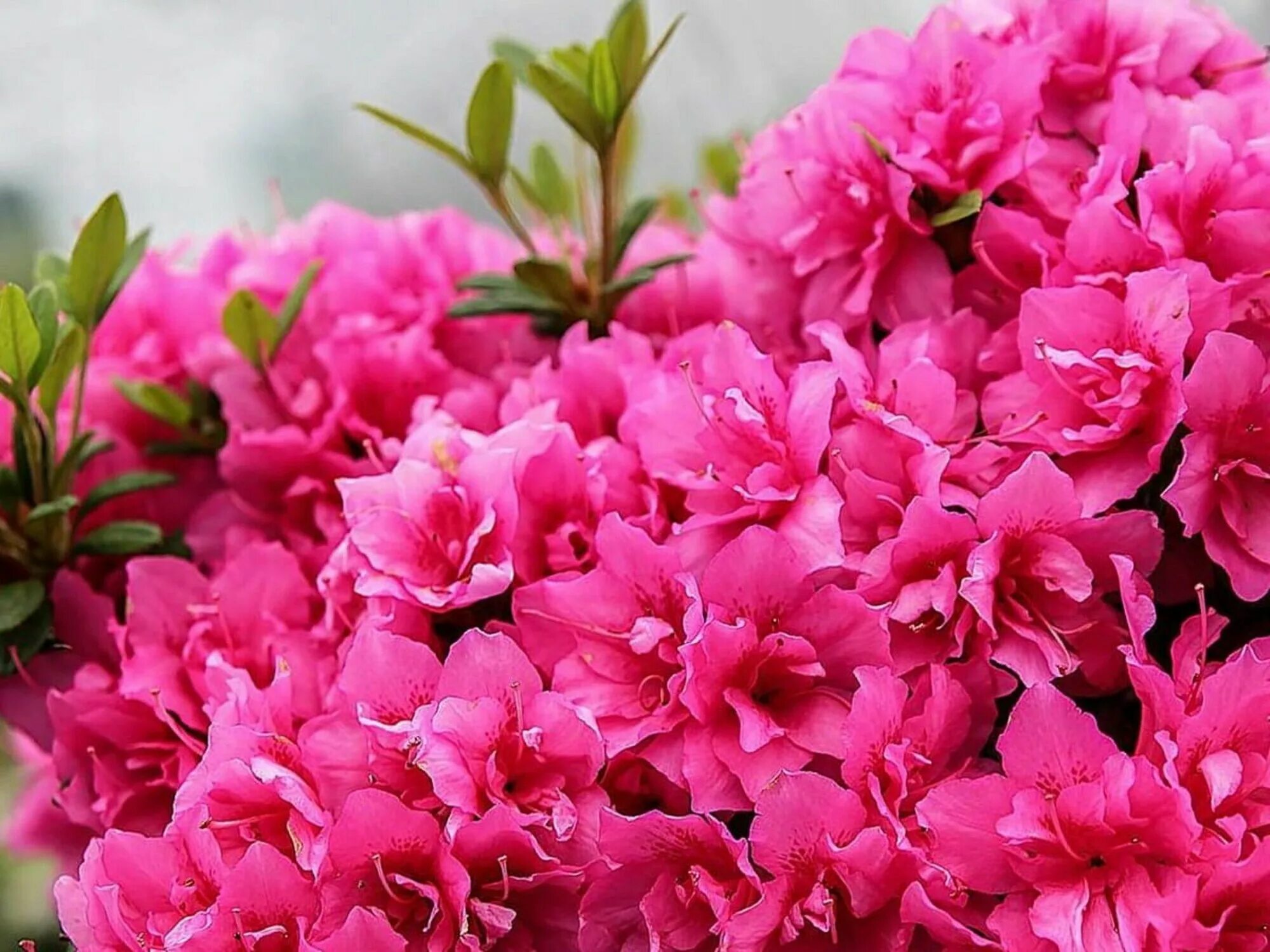 Beautiful pink and white azalea flowers in spring free image download
