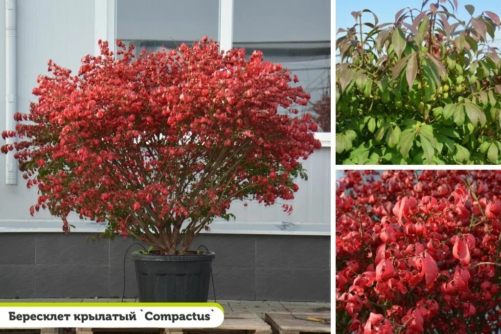 Бересклет крылатый Compactus, Саженцы, С2 (2 литра), ЗКС - Кустарники лиственные