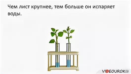 Испарение воды листьями 6 класс биология. Опыт испарение воды растениями. Опыт доказывающий испарение воды листьями. Опыт показывающий испарение воды растениями. Испаряют значительное количество воды