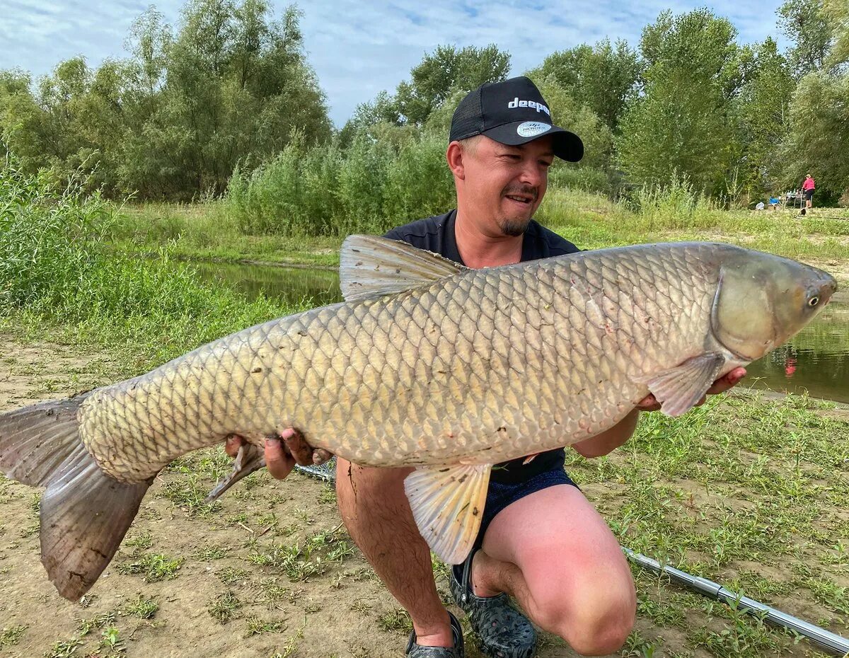 Карп белый амур. Белый амур 40 кг. Белый амур 50 кг. Амур рыба малек. Большой амур.