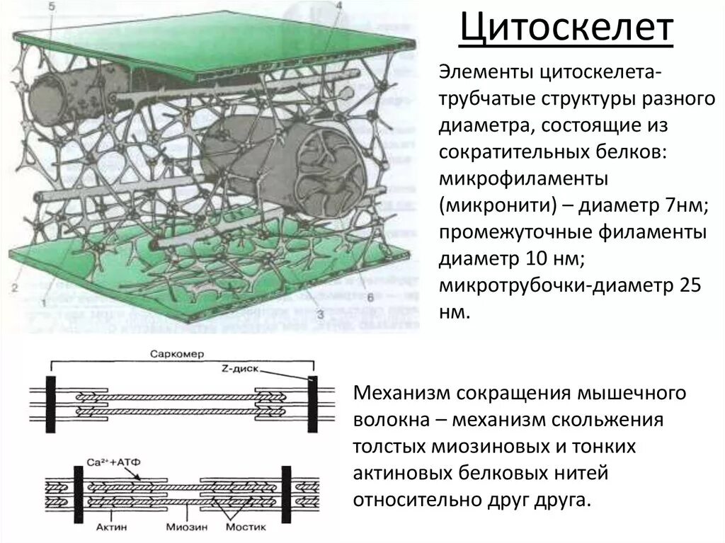 Цитоскелет строение. Схематическое строение цитоскелета. строение цитоскелета клетки схема. компоненты цитоскелета клетки. структурные элементы цитоскелета..