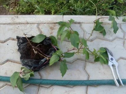 Как размножить дикий виноград