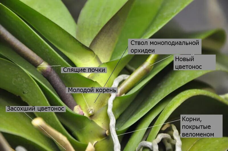 Орхидея фаленопсис цветонос. Строение листа орхидеи фаленопсис. Фаленопсис меристема. Побеги орхидей на цветоносе. Как отличить орхидею