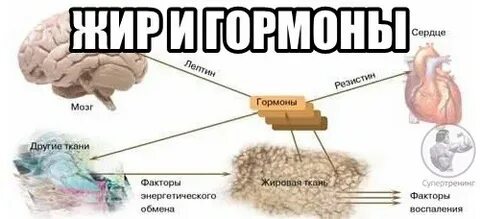 Гормон жира