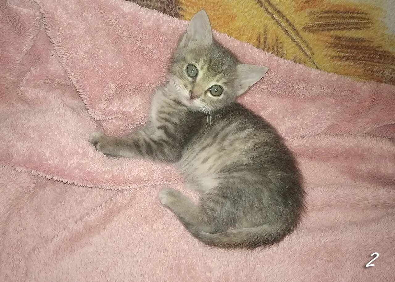 кошечка 1 месяц. котенок 1 месяц. месячный котенок. кошка 1 месяц. котята которым месяц.