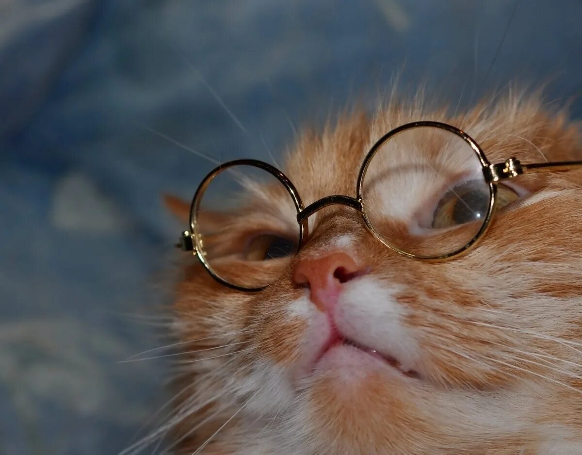 рыжий кот в очках. кот в круглых очках. рыжий кот с очками. крутой кот. кошка в очках.