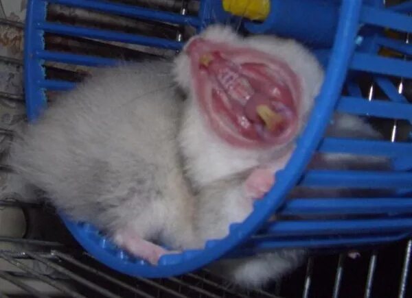Крыса стучит зубами. Беременный джунгарский хомяк. Джунгарский хомячок зубы.