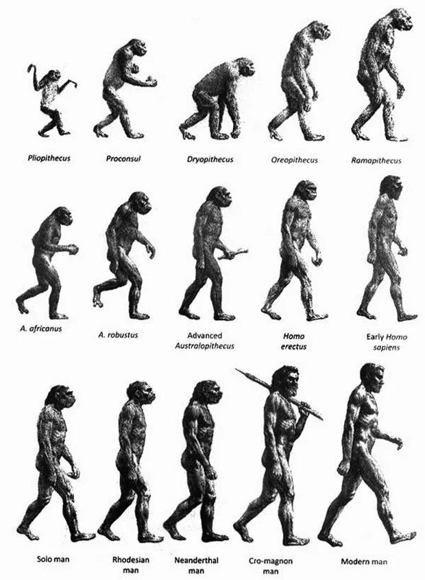 Схема Дарвина Эволюция человека. Эволюция человека Антропогенез. Цепочка эволюции развития человека. Ступени эволюции человека по Дарвину.