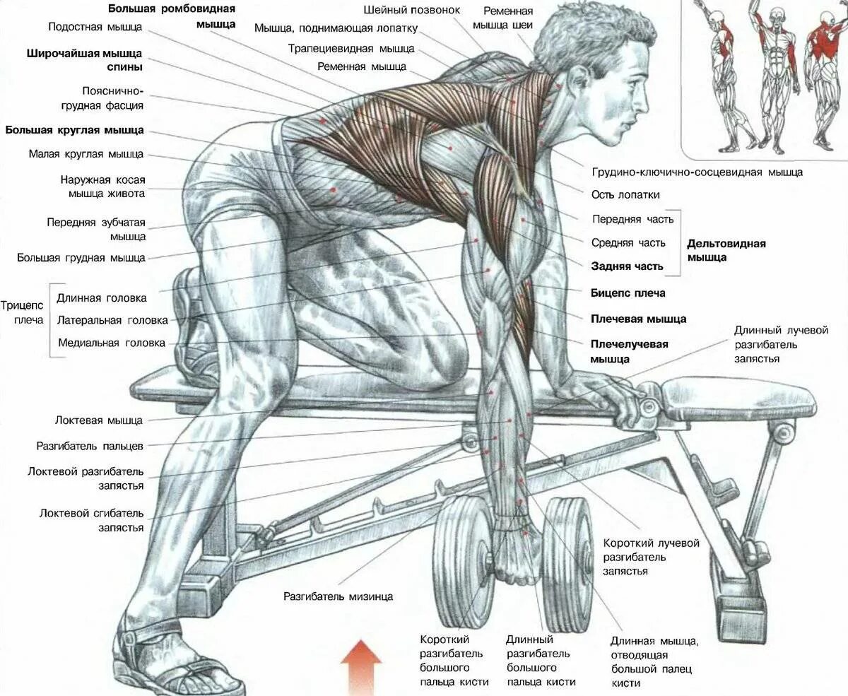 Упражнения на развитие широчайшей мышцы спины. Как прокачать широчайшие мышцы спины. Упражнения для широчайших мышц спины со штангой. Прокачка широчайших мышц спины штангой.