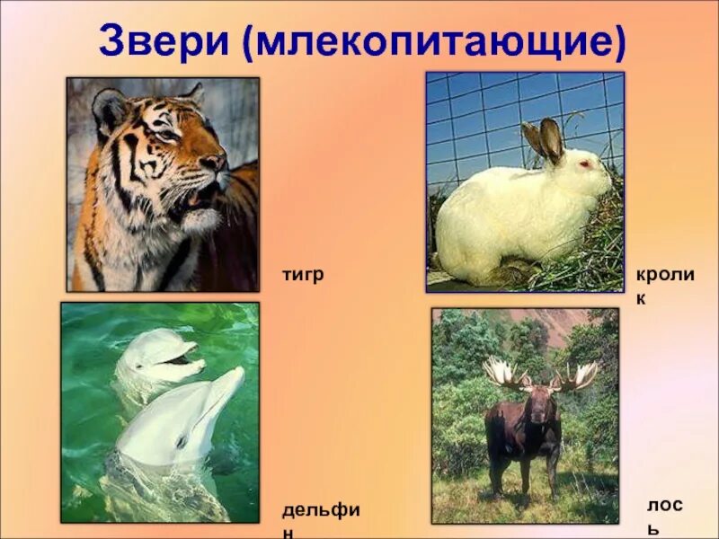 Презентация 2 класс мир животных звери млекопитающие. Какие бывают звери. животные группы млекопитающих. звери млекопитающие 2 класс. звери 2 класс окружающий мир.