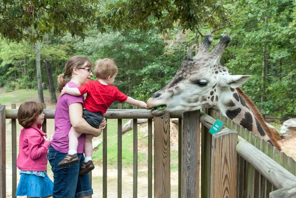 Going to the zoo tomorrow. Зоопарк в Каунасе. Команда зоопарка. А5 в зоопарке. Мы команда зоопарк...