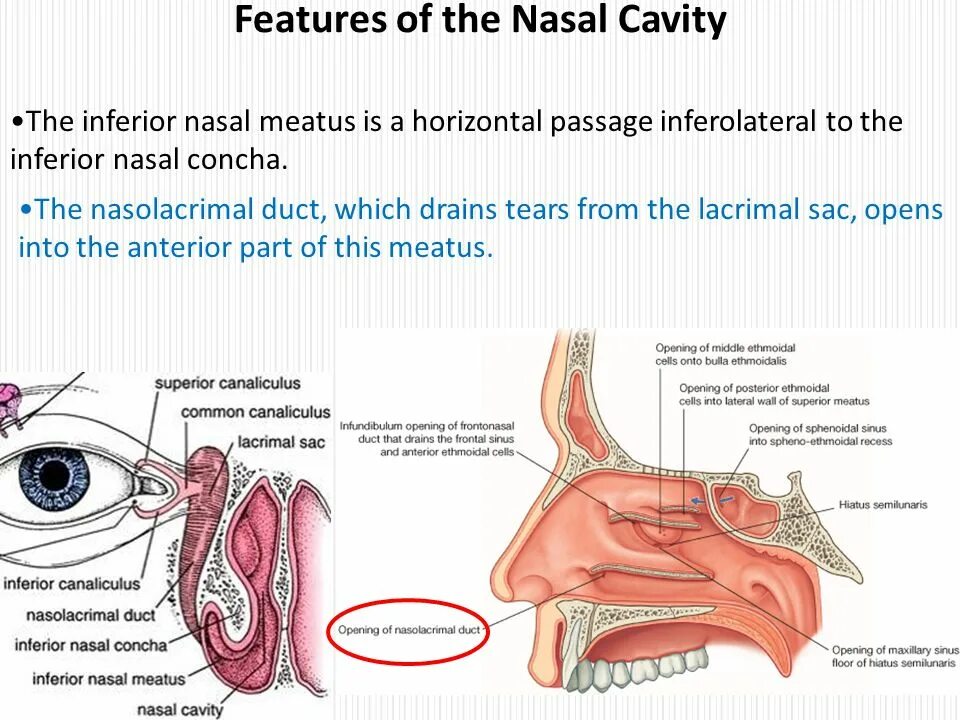 Nasal patch перевод