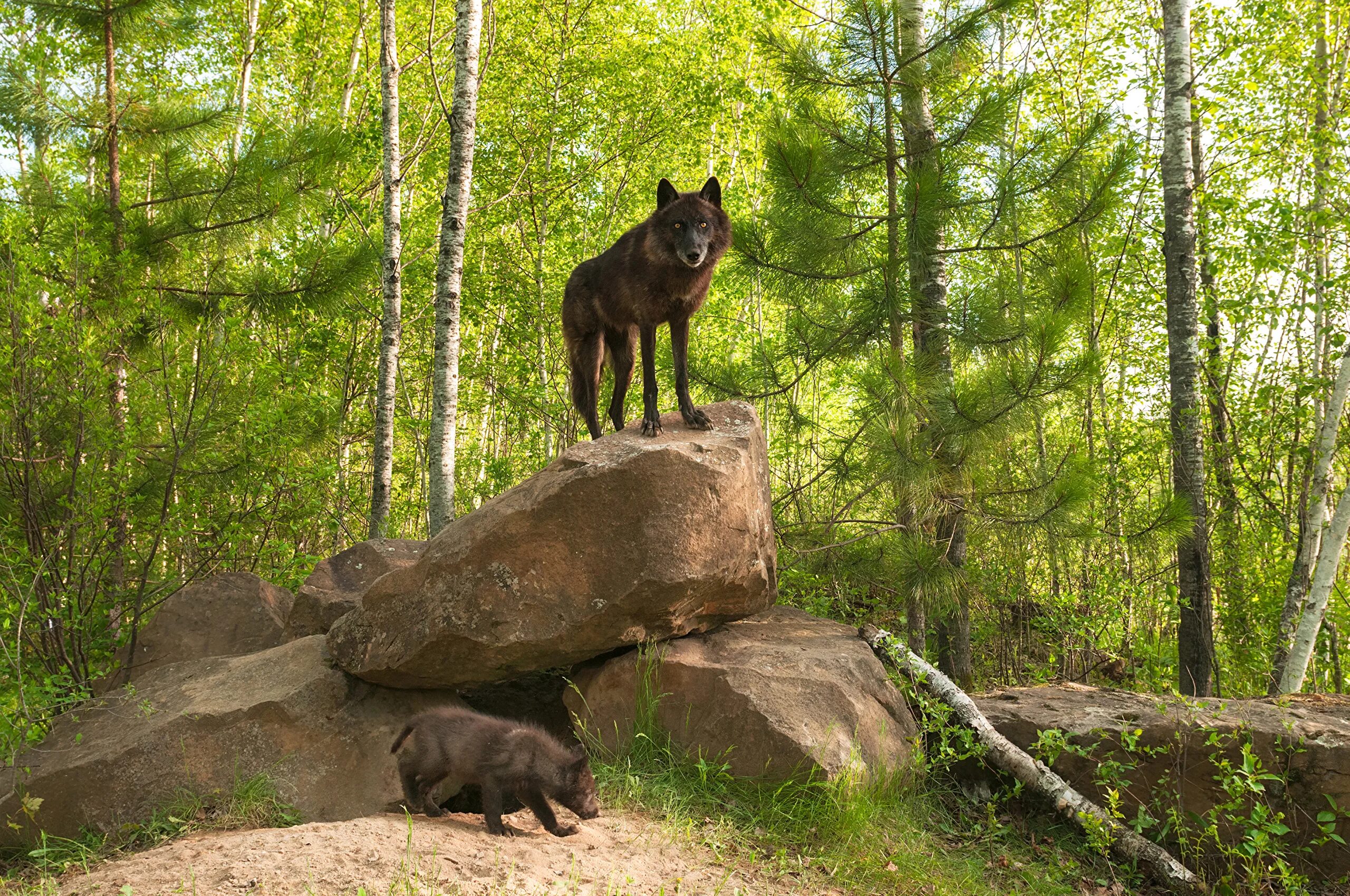 Лес с животными. Волк в лесу. Черный волк. Таёжный волк. Хвойная волки