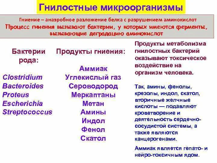 Признаки гнилостных бактерий. Гнилостные бактерии. Виды гнилостных бактерий. Гнилостные бактерии примеры. Анаэробное разложения бактериями.