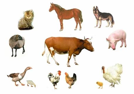 Үлкен емізік орыс порно