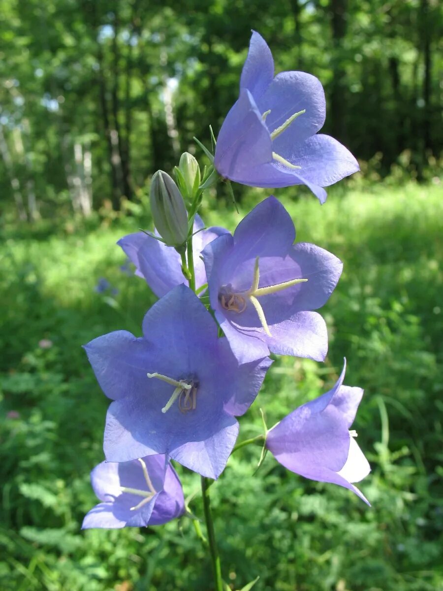 Колокольчик персиколистный (Campanula persicifolia). Колокольчик персиколистный (Campanula persicifolia `Takion Blue`). Колокольчик персиколистный (Campanula persicifolia `Takion White`). Колокольчик фонтейн