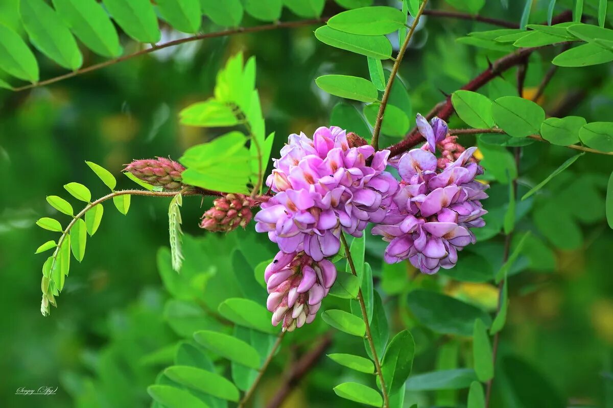 Робиния псевдоакация. Акация робиния. Акация карагана. Акация карагана древовидная. Робиния ложноакациевая.