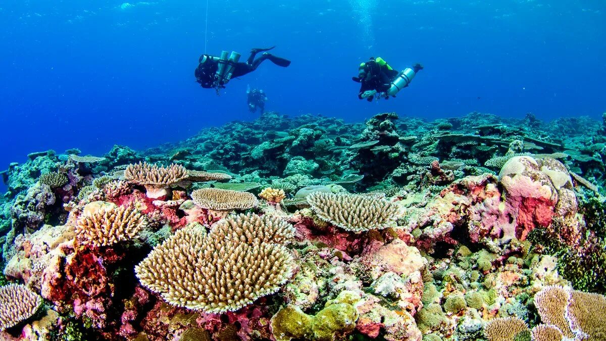 Сообщество кораллового рифа. Хиккадува коралловый риф. Coral Reef Alliance. Коралловый риф с высоты.