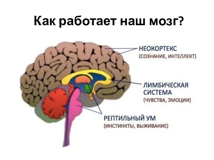 Неокортекс. Рептильный мозг и неокортекс. Рептильный мозг лимбический мозг и неокортекс. Неокортекс у женщин и мужчин. Рептильный мозг неокортекс