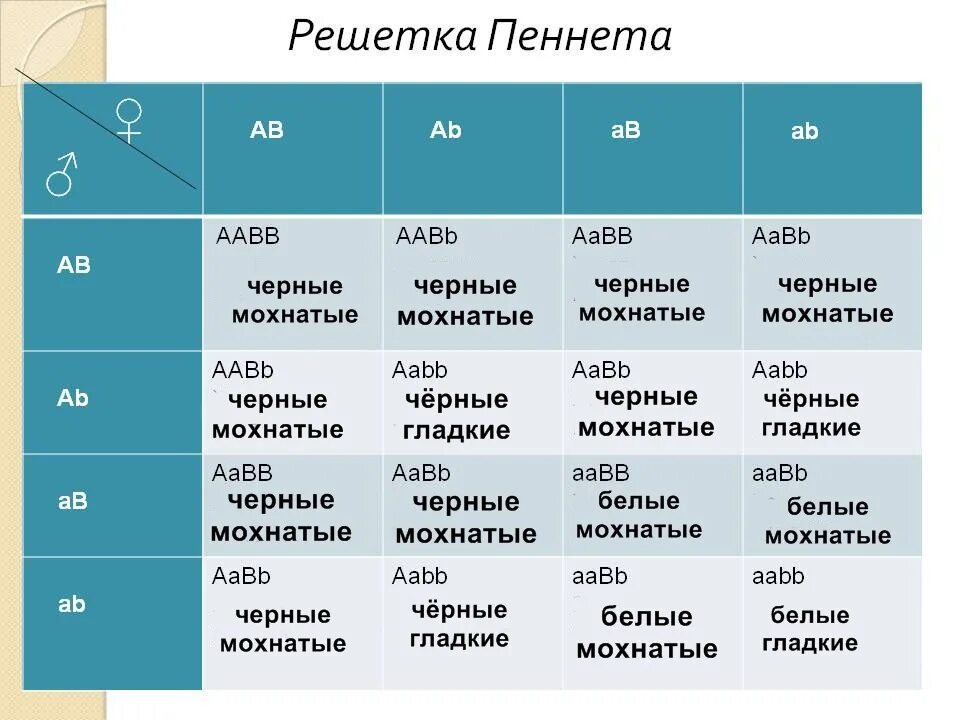 Решетка Пеннета. Гетерозиготные по обоим признакам это. Решетка Пеннета ААВВ. Мохнатую черную крольчиху гетерозиготную по.