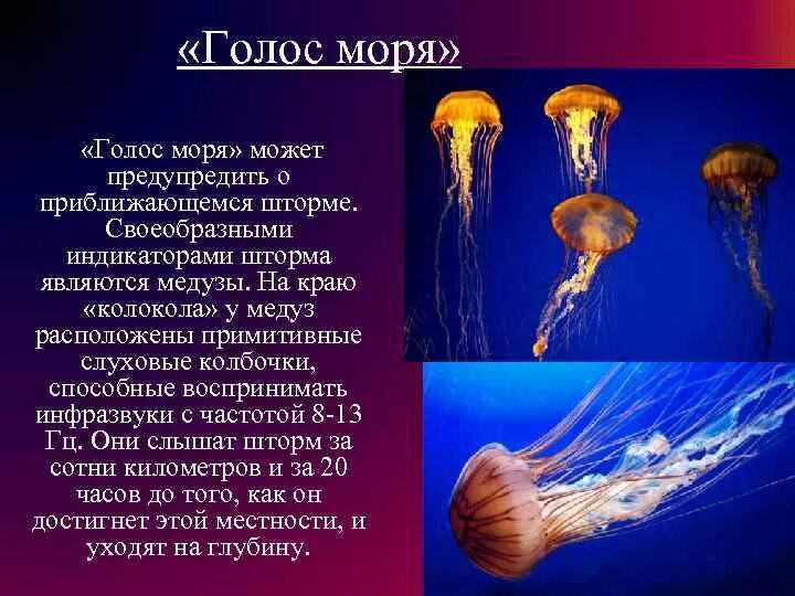 Голос моря программа. Голос моря инфразвук. медузы и инфразвук. ухо медузы прибор. предсказание штормов на море инфразвук.