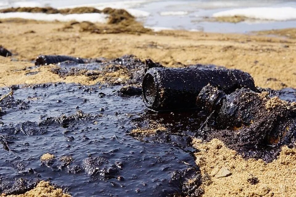 В верхнем слое воды обитает больше