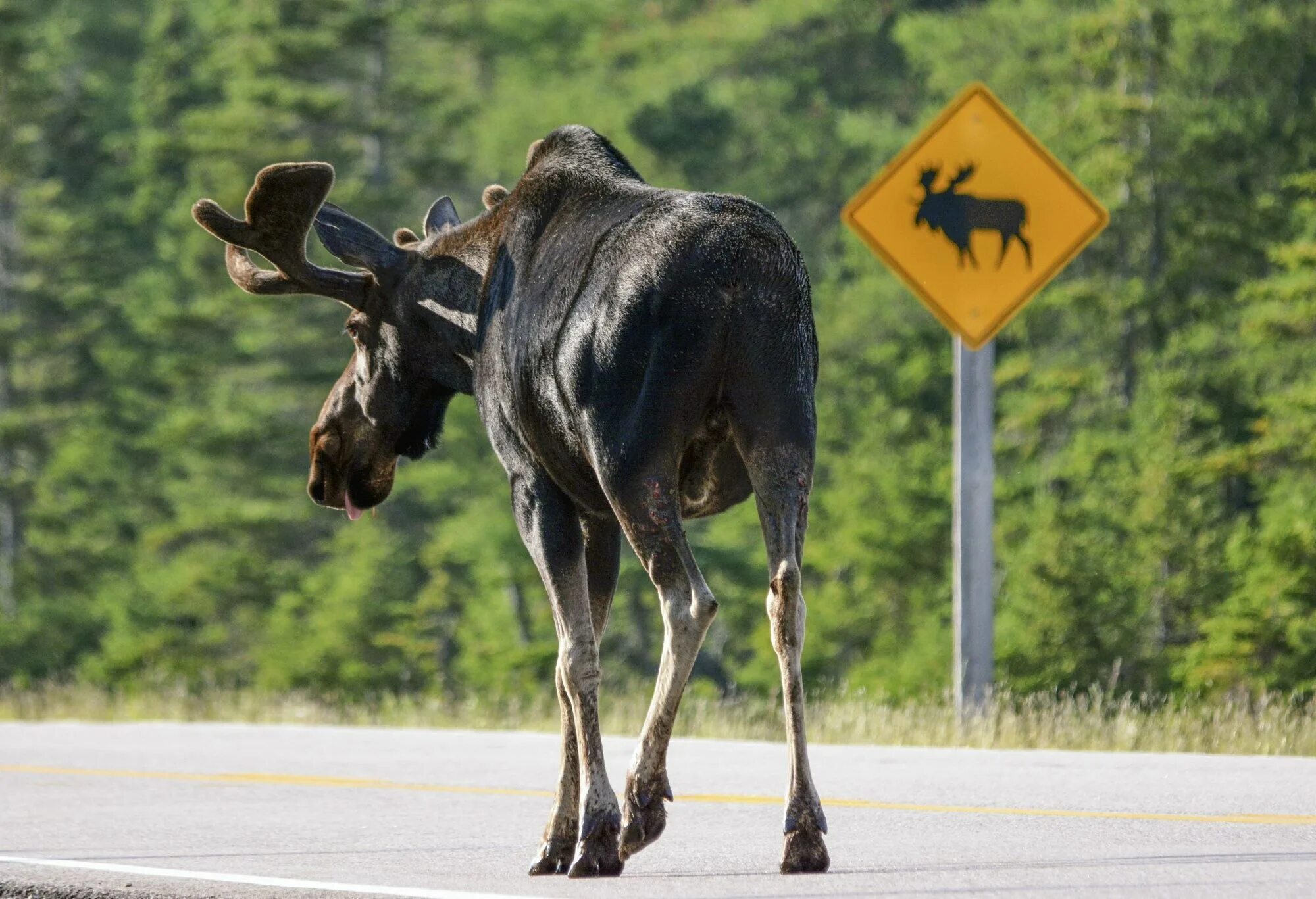 Дикие животные на дороге. Миграция лосей. Миграция лосей. Сохатый на дороге. Миграция лосей.