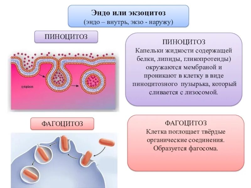 Фагоцитоз прокариот. Фагоцитоз пиноцитоз эндоцитоз экзоцитоз. Пиноцитоз строение органоида. Эндоцитоз фагоцитоз мембранный транспорт.