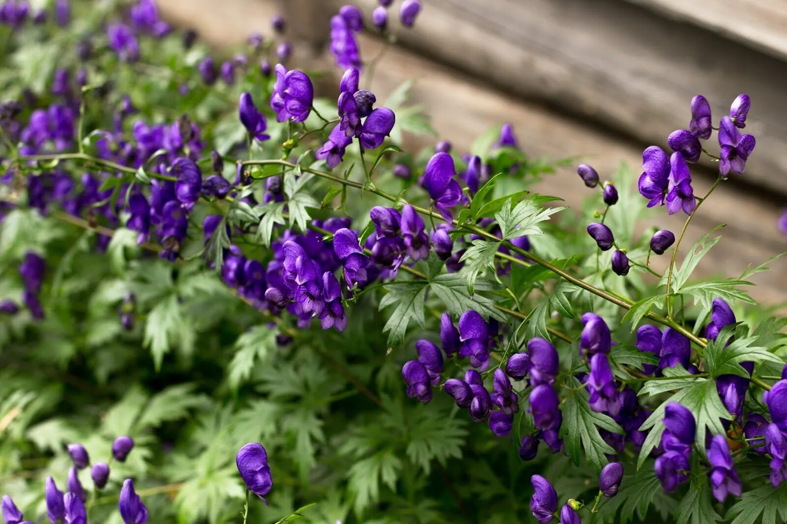 Аконит (борец)/Aconitum - Красивоцветущие и декоративно-лиственные многолетники 