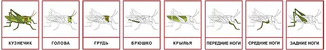 конечности кузнечика. представители отряда прямокрылых насекомых. ученый измерял параметры тела кузнечика. внешнее строение прямокрылых насекомых. сообщение о насекомых.