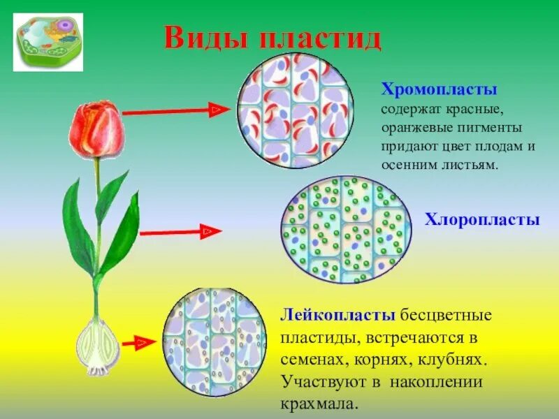 Отсутствие хлоропластов. Пластиды типы пластид пигменты пластид. Пластиды хромопласты лейкопласты.